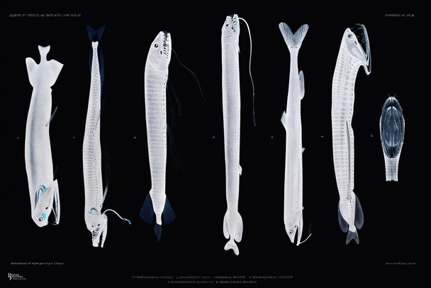 Scary Fish XRay Skeleton Cool Huge Large Giant Poster Art 36x54