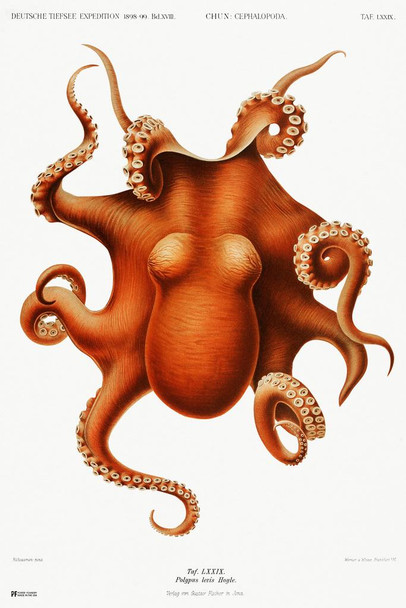 Laminated Octopus Vintage Illustration 1898 Cephalopod Red Orange Drawing Aesthetic Ocean Nature Room Decor Science Education Bedroom Poster Dry Erase Sign 16x24