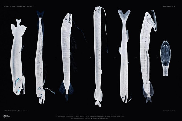Laminated Scary Fish XRay Skeleton Poster Dry Erase Sign 12x18