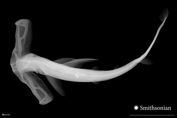 Smithsonian Winghead Shark Sphyrna Hammerhead Xray Wall Art for Room Decor Home Office Classroom Poster Beach Decoration Coastal Nautical Ocean Black and White Cool Wall Decor Art Print Poster 24x36