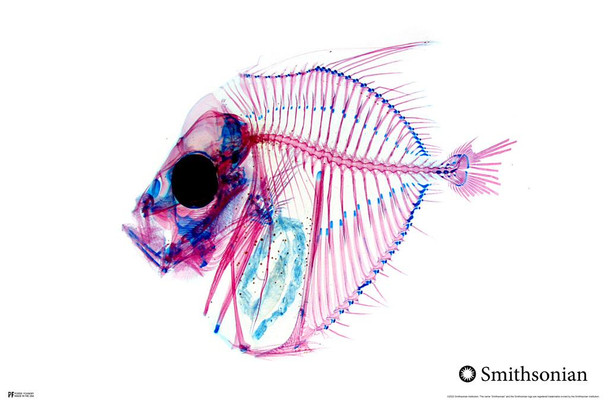 Laminated Selene Fish Xray Wall Art for Living Room Kitchen Dining Room Coastal Decor Cabin Modern Picture Artwork Coastal Beach House Nautical Ocean Lake Fishing Poster Dry Erase Wall Art 12x18