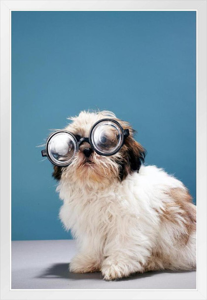 Puppy Wearing Thick Glasses Photo Puppy Posters For Wall Funny Dog Wall Art Dog Wall Decor Puppy Posters For Kids Bedroom Animal Wall Poster Cute Animal Posters White Wood Framed Poster 14x20