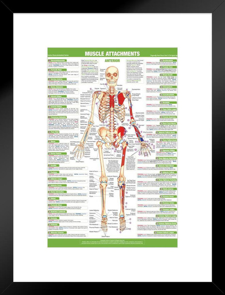 Muscle Attachment Anatomy Chart Human Body Anterior Skeleton Nursing Student Essentials Muscular Joint Medical Classroom Science Class Biology Educational Matted Framed Art Wall Decor 20x26