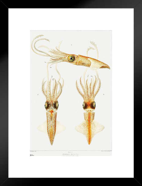 Squid White Cottagecore Decor Vintage illustration Matted Framed Art Wall Decor 20x26