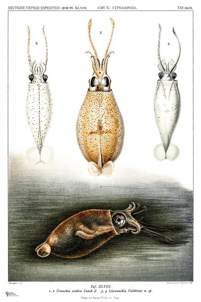 Squid Vintage Illustration Decor Carl Chun Glass Squids Illustration 1898 Thick Paper Sign Print Picture 8x12