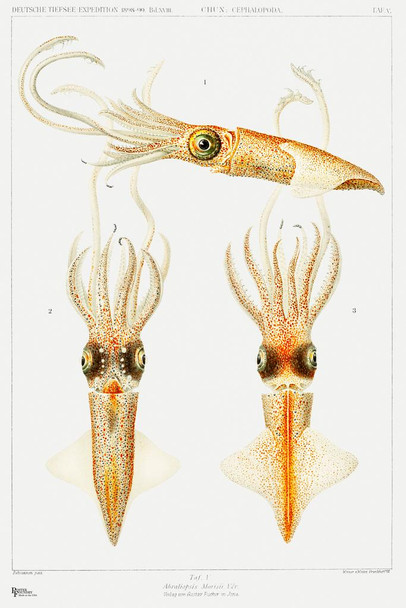 Squid White Cottagecore Decor Vintage illustration Cool Wall Decor Art Print Poster 24x36