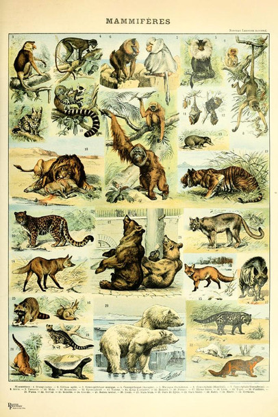 Laminated Mammals Ape Bear Tiger Cottagecore Room Decor Chart Bookplate Retro Botanical Nature Animal Vintage Aesthetic Indie Decor Science Education Dorm Bedroom Poster Dry Erase Sign 16x24