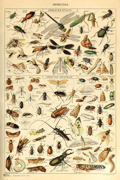 Laminated Insects Insectes Flying Bugs Cottagecore Room Decor Chart Bookplate Retro Botanical Nature Animal Vintage Aesthetic Indie Decor Science Education Dorm Bedroom Poster Dry Erase Wall Art 12x18
