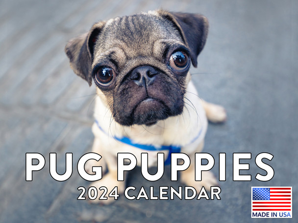 Pug Calendar 2024 Puppy Wall Calander Cute Puppies Monthly 12 Month