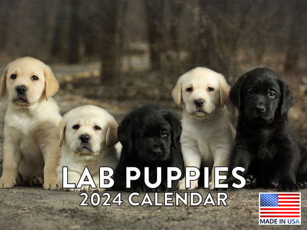 Lab Puppy Calendar 2024 Monthly Wall Calender