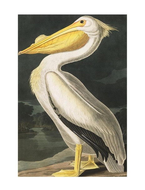 SET OF 3 - American White Pelican John James Audubon Collection Box of 10 Blank Note Cards 4x5