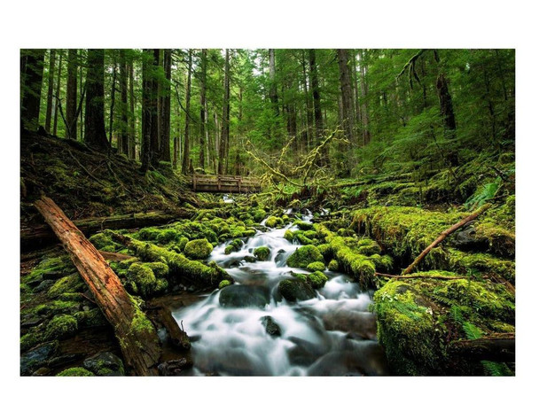 SET OF 3 - Evergreen Falls Sports National Park Box of 10 Blank Note Cards 4x5