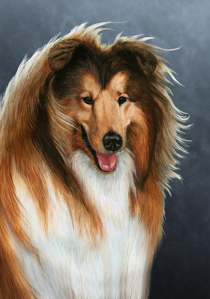 SET OF 3 - Collie Dog by Tamara Burnett Box of 10 Blank Note Cards 4x5