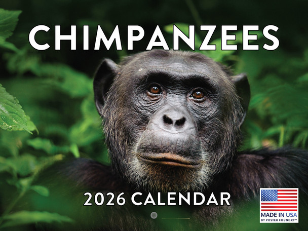 Chimpanzee Calendar 2026 Monthly Wall Calender 12 Month | American Made In The USA