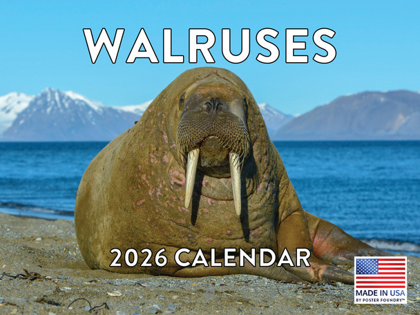 Walrus Calendar 2026 Monthly Wall Calender 12 Month | American Made In The USA