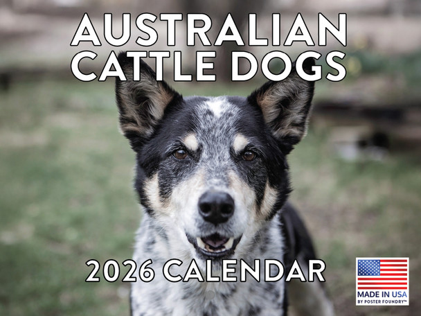 Australian Cattle Dog Calendar 2026 Monthly Wall Calender 12 Month | American Made In The USA