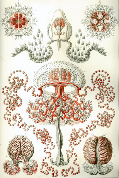 Ernst Haeckel Anthomedusae Jellyfish Free Swimming Marine Animals Illustration Art Cool Wall Art Print Poster 16x24