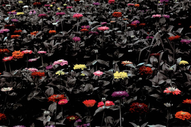 Laminated Meadow With Colorful Flowers Nature Photo Art Print Poster 36x24