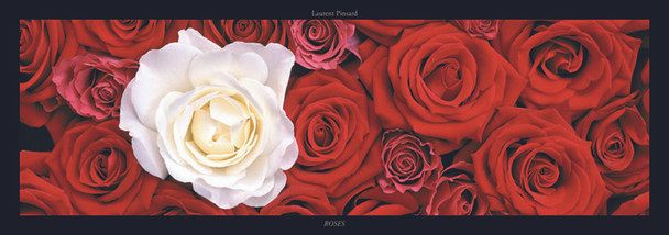 Roses 1 by Laurent Pinsard Photo Art Print Thick Cardstock Poster 37x13 inch