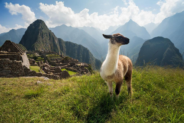 Laminated Llama Standing in Ancient City of Machu Picchu Photo Art Print Poster 24x16