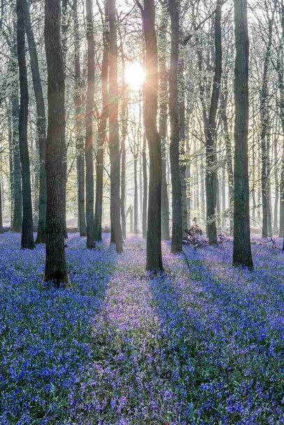 Sunlit Forest with Bluebell Flowers Spring Woodland Pathway Nature Scene Cool Wall Art Print Poster