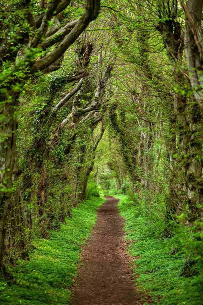Laminated Forest Tunnel Path Wall Art Tree Arch Woodland Nature Trail Poster Dry Erase Wall Art 24x36