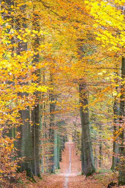 Laminated Autumn Forest Path Wall Art Fall Leaves Long Trail Nature Poster Dry Erase Wall Art 12X18