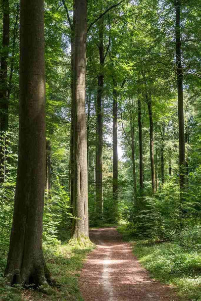 Laminated Nature Poster Forest Tall Trees Path Sunlit Scene Peace Portrait Woods Trail Pathway Poster Dry Erase Wall Art 16x24