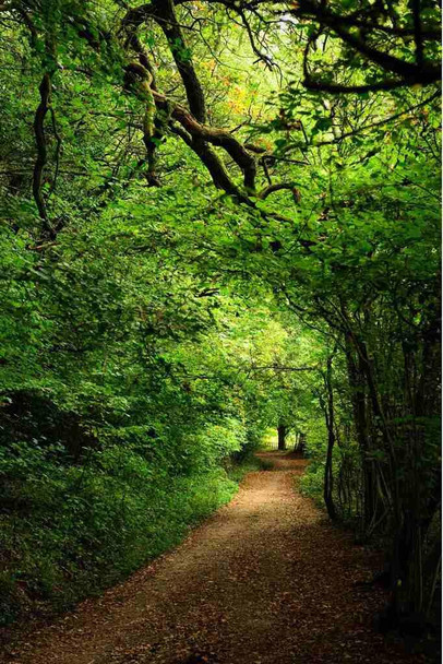 Laminated Green Forest Path Wall Art Woodland Tunnel Nature Trail Landscape Poster Dry Erase Wall Art 16x24