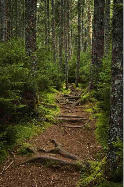 Laminated Forest Trail with Exposed Roots Rustic Woodland Pathway Nature Hiking Scene Poster Dry Erase Wall Art 16x24