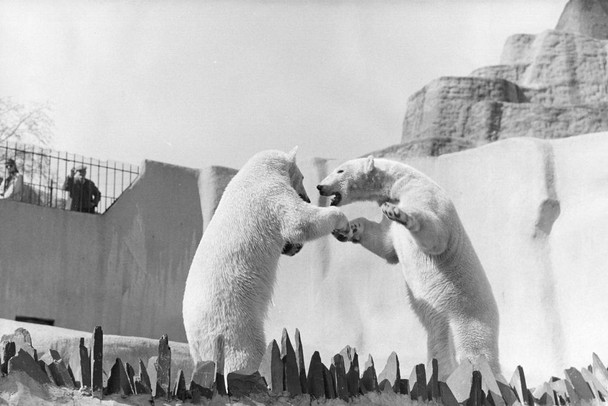 Fight Two Polar Bears Fighting White Polar Big Bear Poster Large Bear Picture of a Bear Posters for Wall Bear Print Wall Art Bear Pictures Wall Decor Cool Wall Art Print Poster 36x24