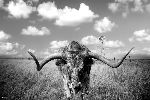 Texas Longhorn Standing in Pasture Room Home Decoration Living Room and Modern Farmhouse Decor Black and White Art Posters Bull Animal Pictures Print Farm House Cool Wall Art Print Poster 18x12