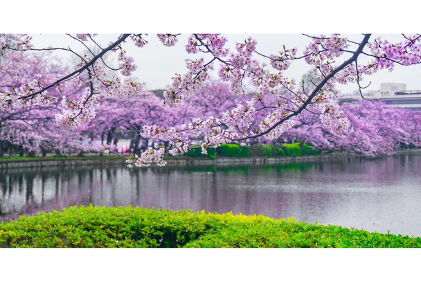 Cherry Blossoms In Bloom Flowering Trees Photo Photograph Cool Wall Art Print Poster 36x24
