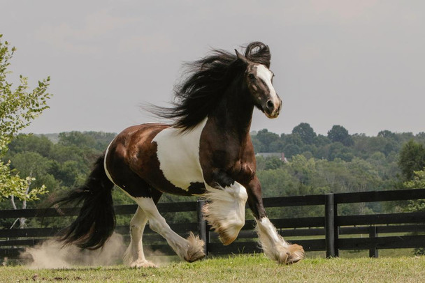 Gypsy Vanner Horse Running in Field Wild Horses Decor Galloping Horses Wall Art Horse Poster Print Poster Horse Pictures Wall Decor Running Horse Breed Poster Cool Huge Large Giant Poster Art 54x36