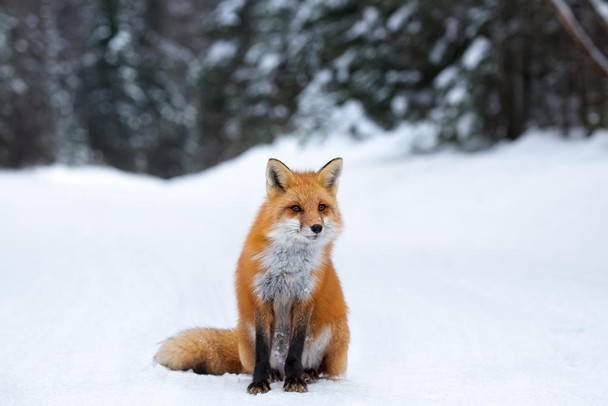 Red Fox in Snow Photo Snow Pictures For Wall Fox Poster Fox Pictures For Wall Decor Cool Fox Wall Art Fox Animal Decor Wildlife Fox Snow Cool Huge Large Giant Poster Art 54x36