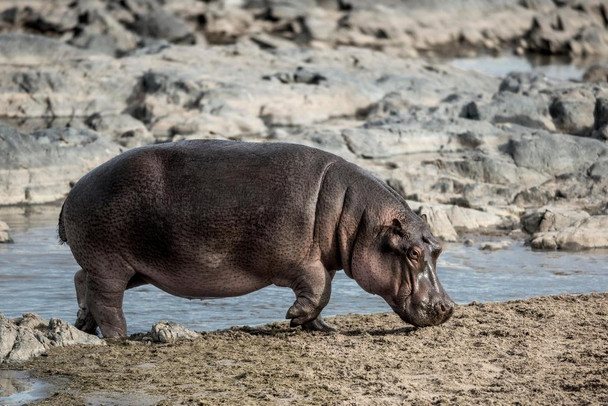 Hippopotamus Near River Serengeti National Park Photo Photograph Cool Wall Decor Art Print Poster 36x24