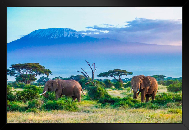 Majestic Elephant Couple Mount Kilimanjaro Volcano Tanzania Africa Animals Grazing Photo Photograph Colorful Landscape Black Wood Framed Art Poster 20x14