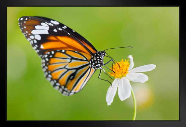 Monarch Butterfly on Flower Photo Photograph Butterfly Poster Vintage Poster Prints Butterflies in Flight Wall Decor Butterfly Illustrations Insect Art Black Wood Framed Art Poster 20x14