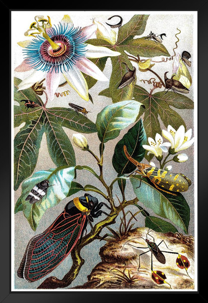Vintage Victorian Illustration of Cicada Plant Room Decor Aesthetic Plant Art Prints Large Botanical Poster Nature Wall Art Decor Boho Pictures Decor Insect Art Black Wood Framed Art Poster 14x20