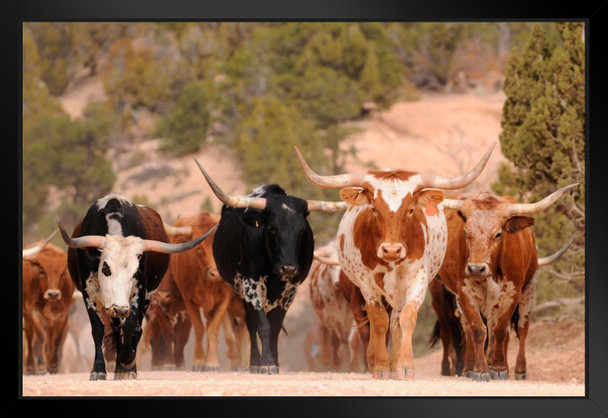Herd of Texas Longhorn Cattle On Southern Utah Mountain Ranch Cows Walking Photo Photograph Wildlife Animal Nature Black Wood Framed Art Poster 20x14