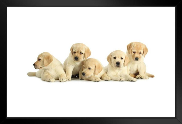 Five Cute Labrador Retriever Puppies on White Photo Art Print Black Wood Framed Poster 20x14