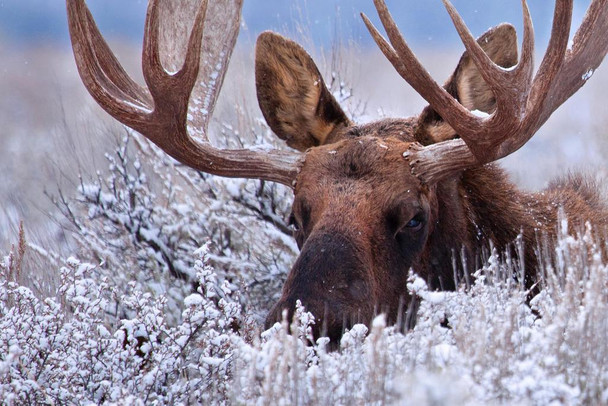 Hidden Moose Large Antlers Rack Bull Moose Hiding in Snow Dusted Sagebrush Wild Animal Nature Photo Photograph Cool Wall Art Print Poster 36x24