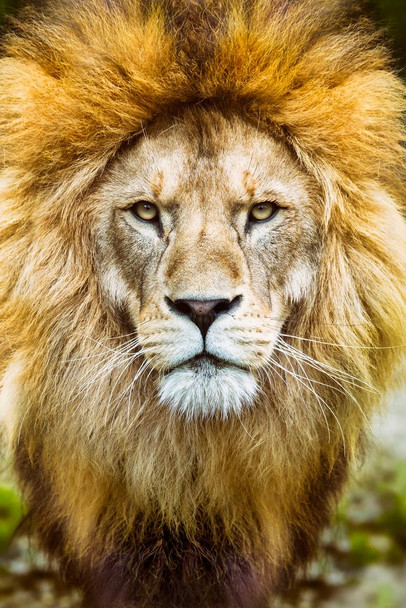 African Lion Head Shot Male Lion Mane Lion Posters For Wall Lion Pictures Wall Decor Picture Of Lions African Travel Poster Safari Picture Lions Home Decor Pride Cool Huge Large Giant Poster Art 36x54