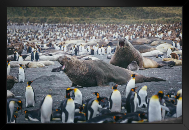 Fight Time Elephant Seals Surrounded by Penguins Photo Art Print Black Wood Framed Poster 20x14