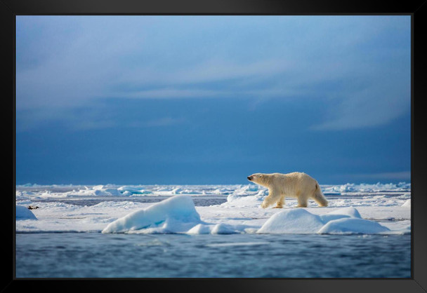 Polar Steps Polar Bear in the Wild Photo White Polar Big Bear Poster Large Bear Picture of a Bear Posters for Wall Bear Print Wall Art Bear Pictures Wall Decor Black Wood Framed Art Poster 20x14