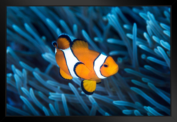 Ocellaris Clownfish Among Tentacles Sea Anemone Photo Art Print Black Wood Framed Poster 20x14