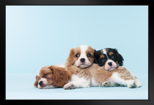 Cavalier King Charles Spaniel Puppies Dogs Relaxing Puppy Black Brown Cute Dog Breed Sleeping Animal Photo Photograph Black Wood Framed Art Poster 20x14