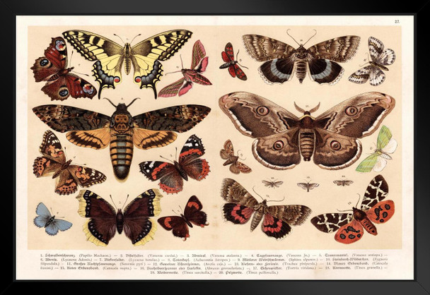 Moths and Butterflies 1888 Vintage Illustration Insect Wall Art of Moths and Butterflies butterfly Illustrations Insect Moth Black Wood Framed Art Poster 20x14