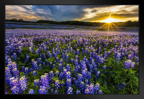 Texas Bluebonnet Flowers Field At Sunset Muleshoe Bend Recreation Area Photo Photograph Beach Palm Landscape Pictures Ocean Scenic Nature Photography Black Wood Framed Art Poster 20x14
