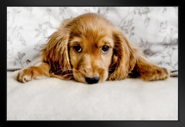 Cute Cocker Spaniel Puppy Lying Down Photo Puppy Posters For Wall Funny Dog Wall Art Dog Wall Decor Puppy Posters For Kids Bedroom Animal Wall Poster Cute Animal Black Wood Framed Art Poster 20x14